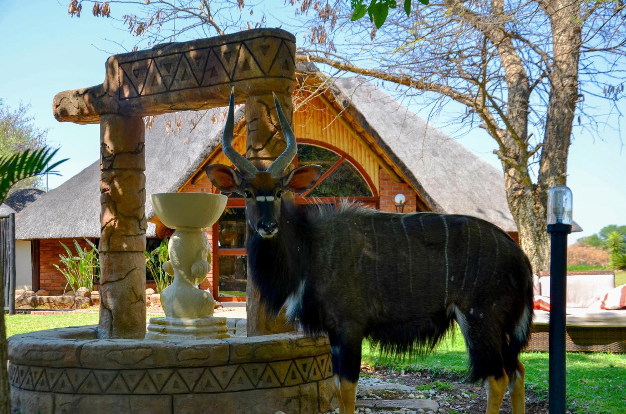 Ditholo Game Lodge Bela Bela מראה חיצוני תמונה