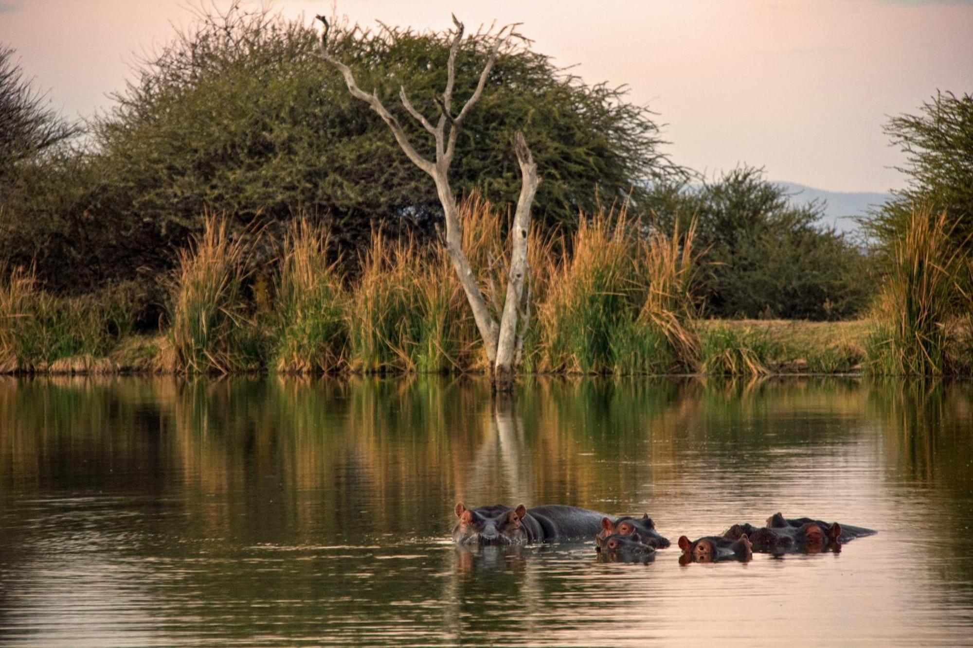 Ditholo Game Lodge Bela Bela מראה חיצוני תמונה