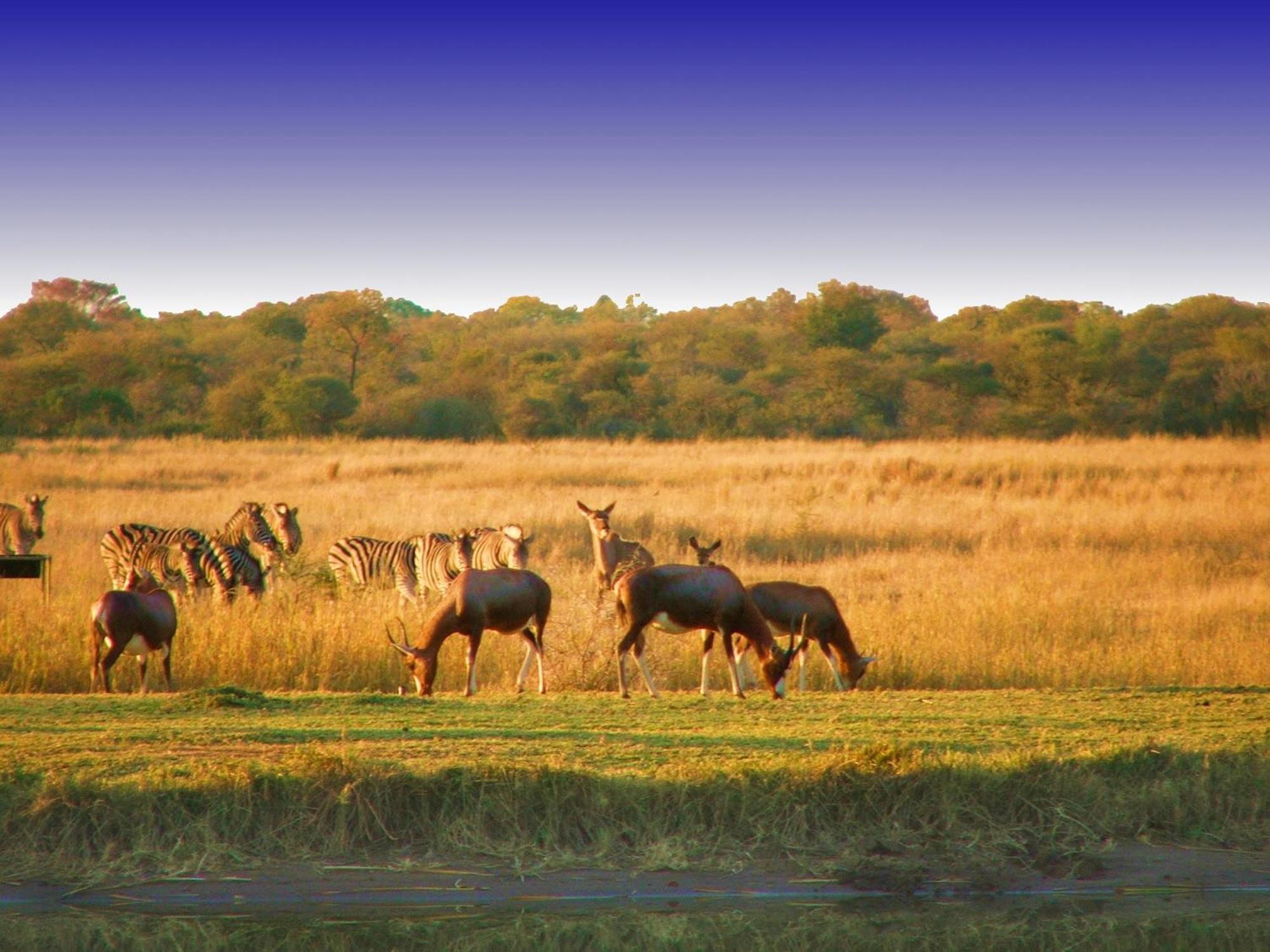 Ditholo Game Lodge Bela Bela מראה חיצוני תמונה