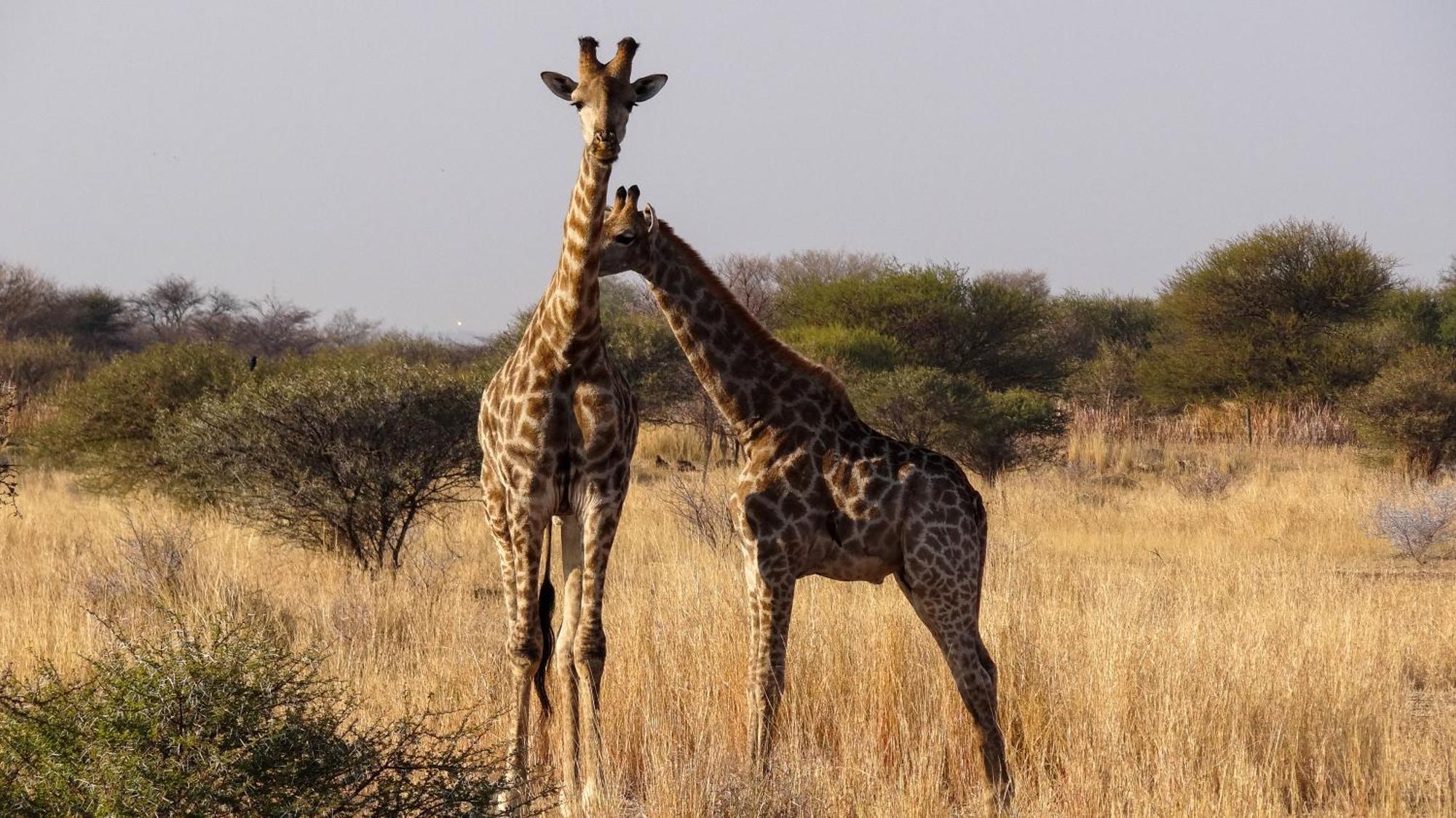 Ditholo Game Lodge Bela Bela מראה חיצוני תמונה