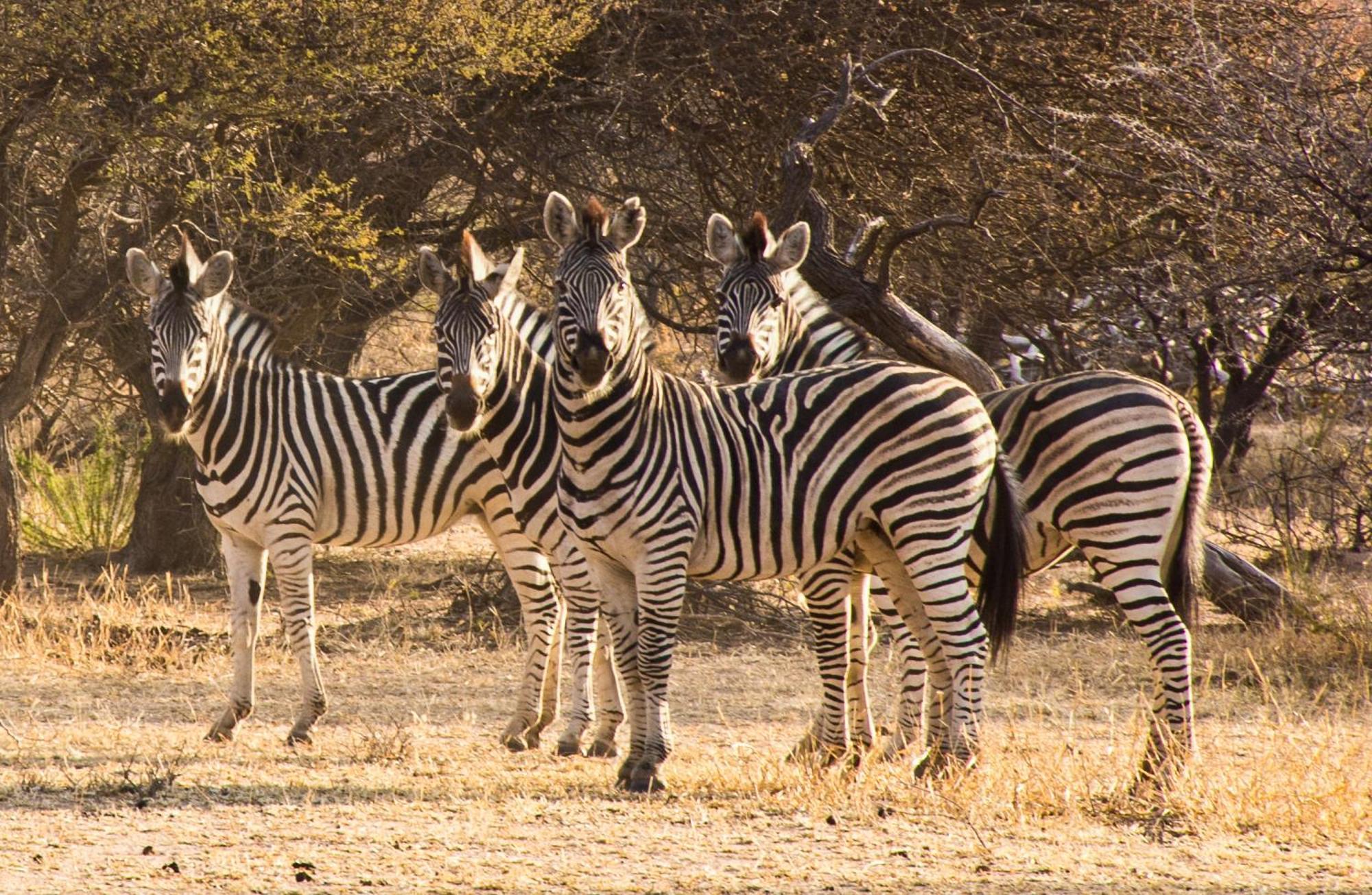 Ditholo Game Lodge Bela Bela מראה חיצוני תמונה