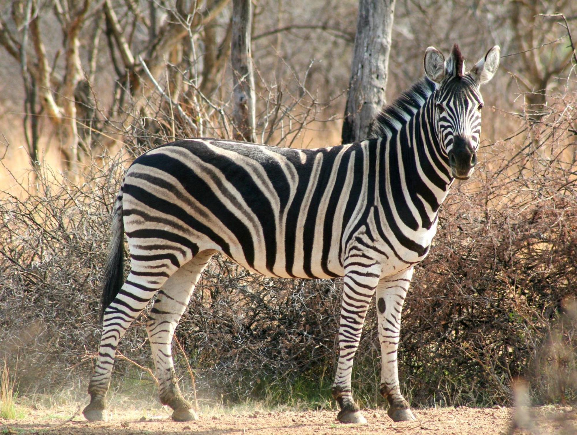 Ditholo Game Lodge Bela Bela מראה חיצוני תמונה
